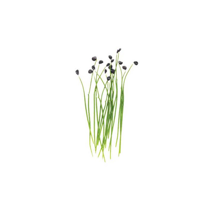 Micro Garlic Chives