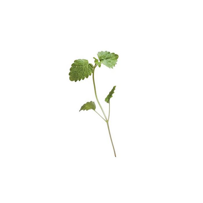 Micro Lemon Balm