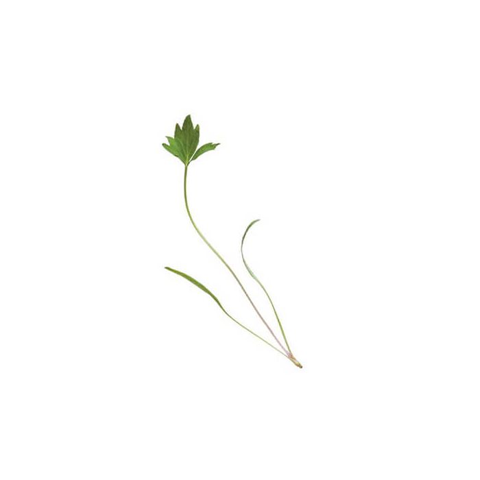 Micro Lovage