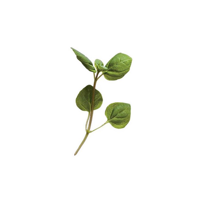 Micro Mint