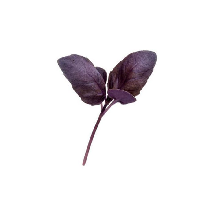 Micro Purple Basil