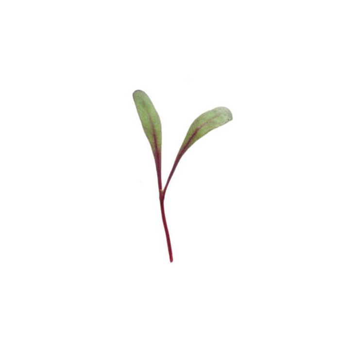 Micro Red Chard