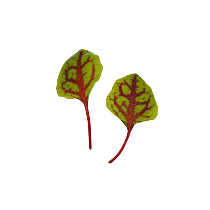 Micro Red Vein Sorrel