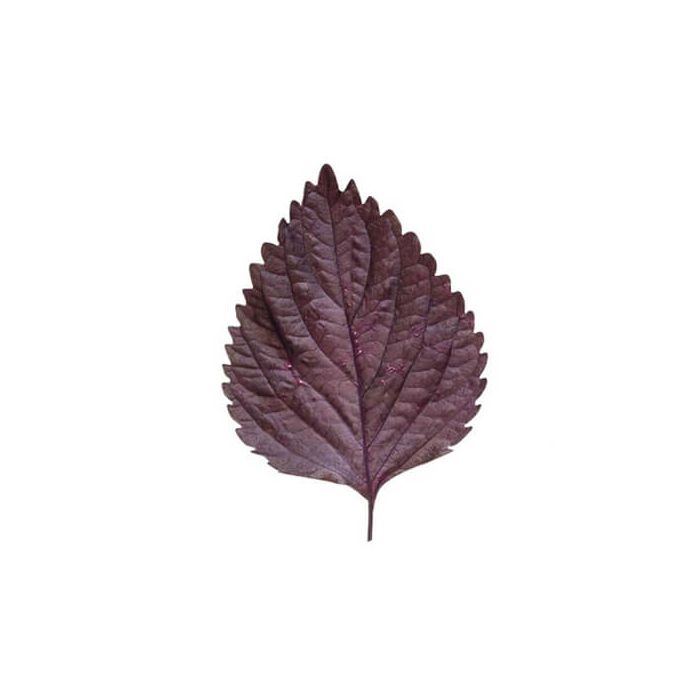 Shiso Purple (Perilla) Inspired Leaves