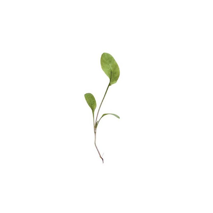 Micro Lemon Green Sorrel