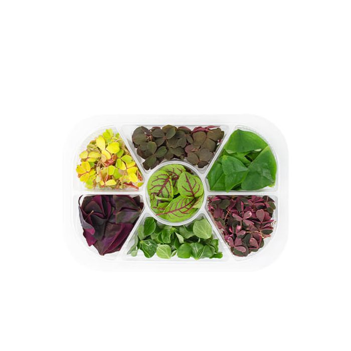 Micro Sorrel Wheel