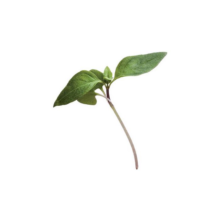 Micro Thai Basil