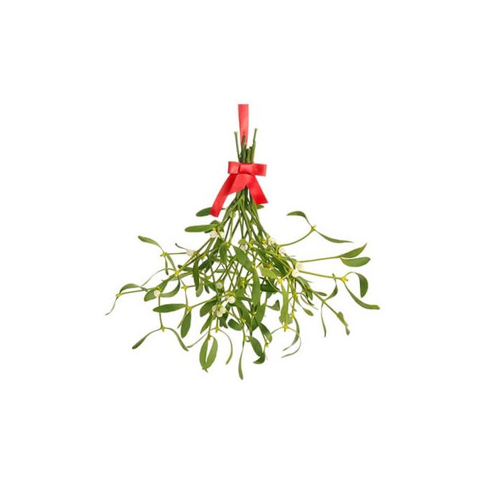 Mistletoe