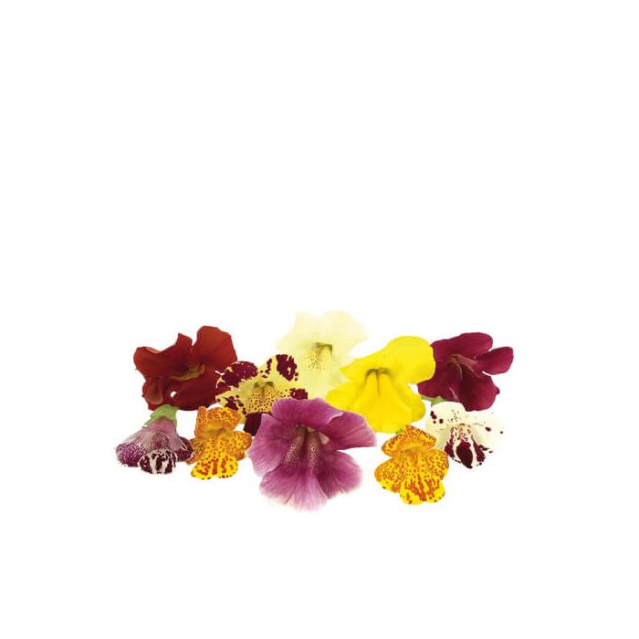 Monkey (Mimulus) Edible Flowers