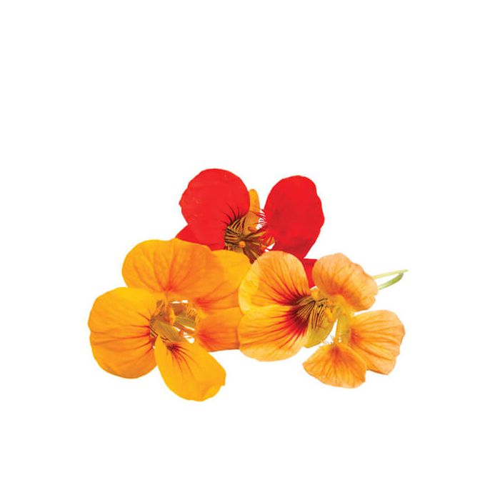 Nasturtium Edible Flowers