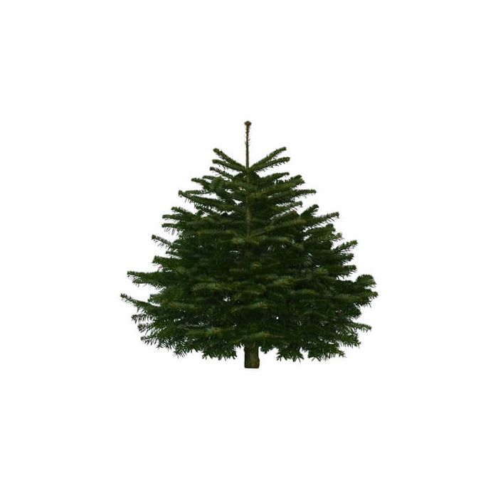 Nordmann Fir Real Christmas Tree (Non-drop)