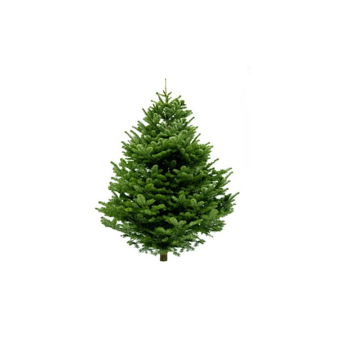 Nordmann Fir Real Christmas Tree (Non-drop)