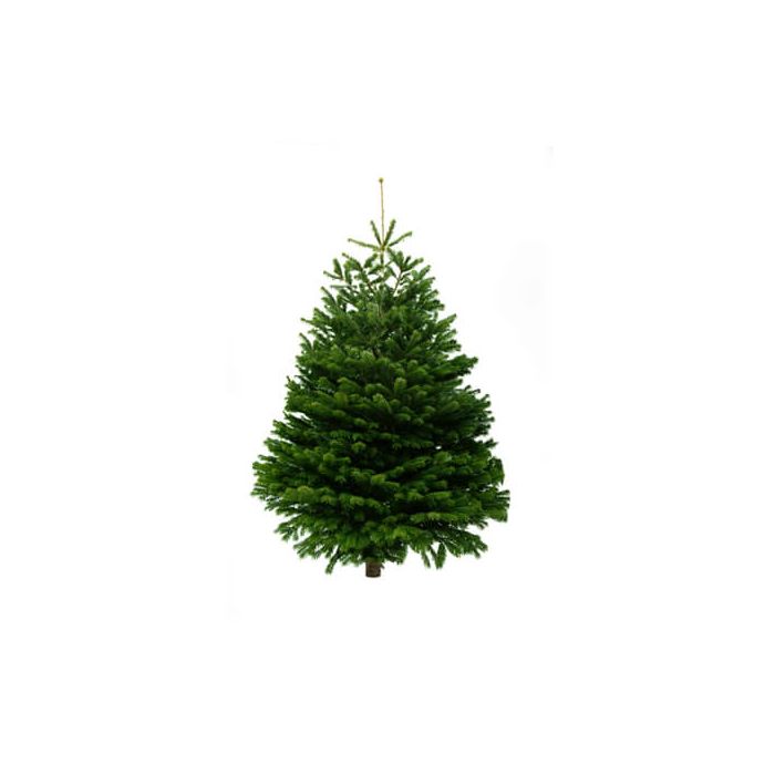 Nordmann Fir Real Christmas Tree (Non-drop)