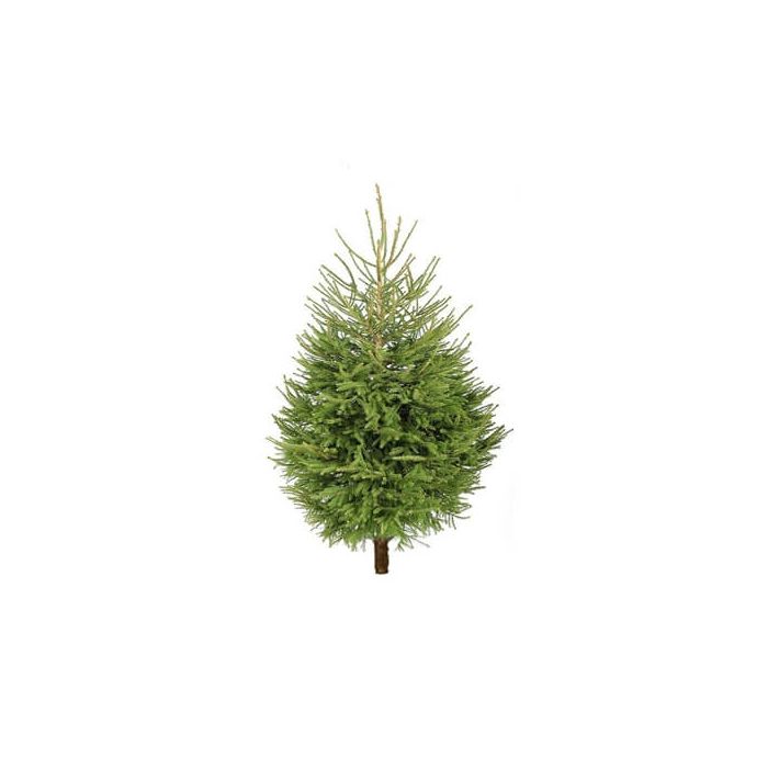 Norway Spruce Christmas Tree