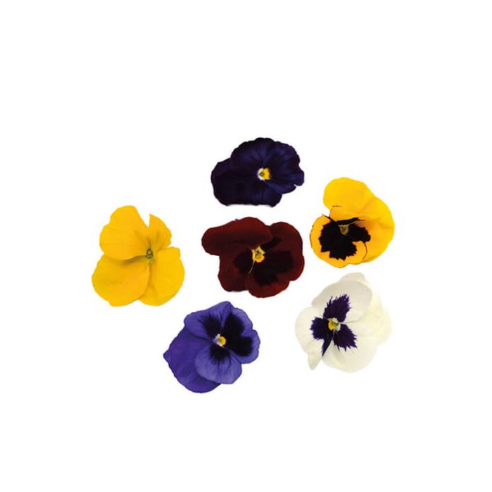 Pansy Edible Flowers