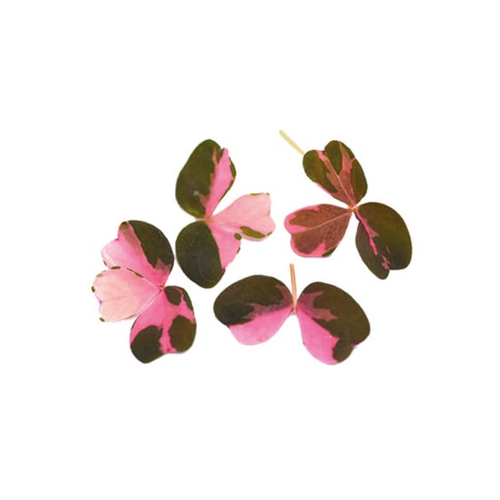 Wood Sorrel, Plum (Oxalis) Inspired Leaves