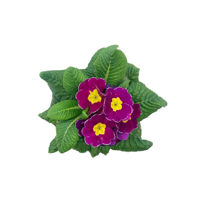 Primrose Primula Acaulis (Purple)