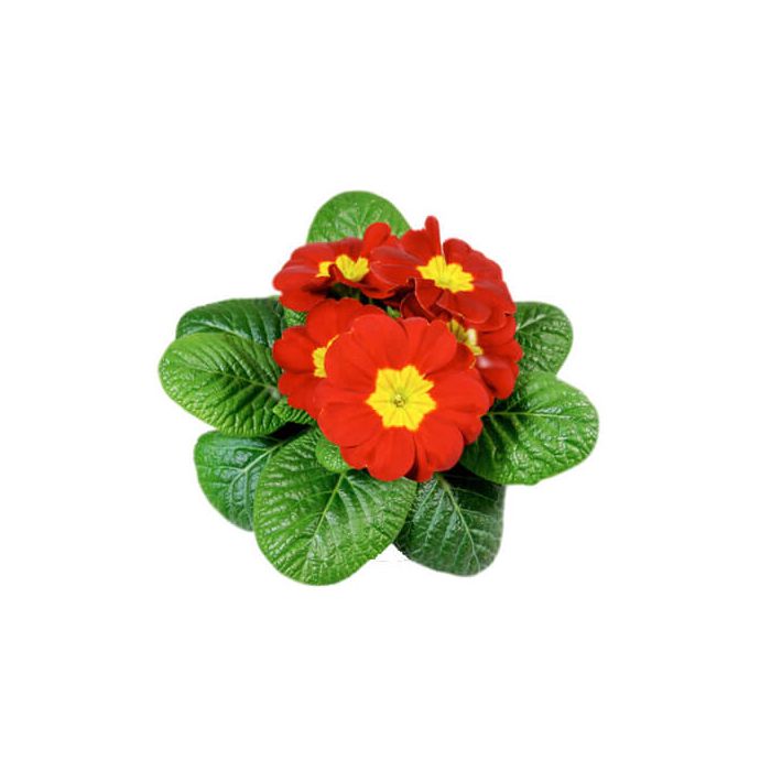 Primrose Primula Acaulis (Red)