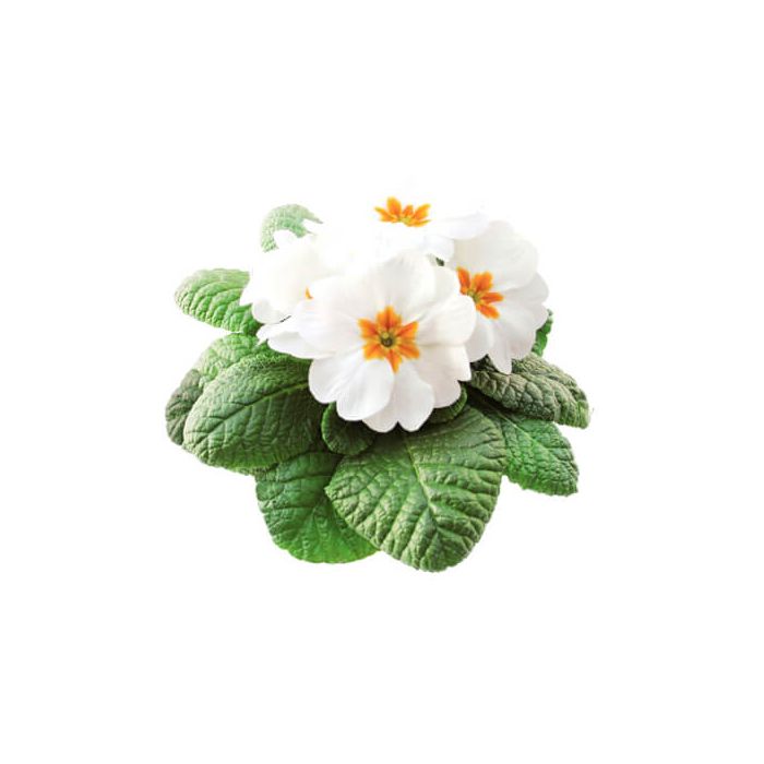 Primrose Primula Acaulis (White)