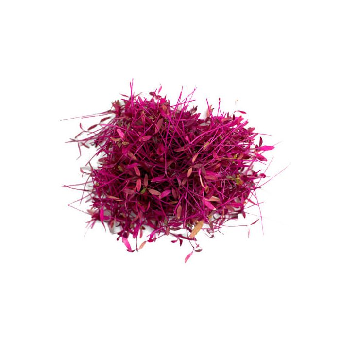 Red Amaranth