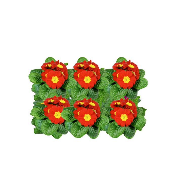 Primrose Primula Acaulis (Red)