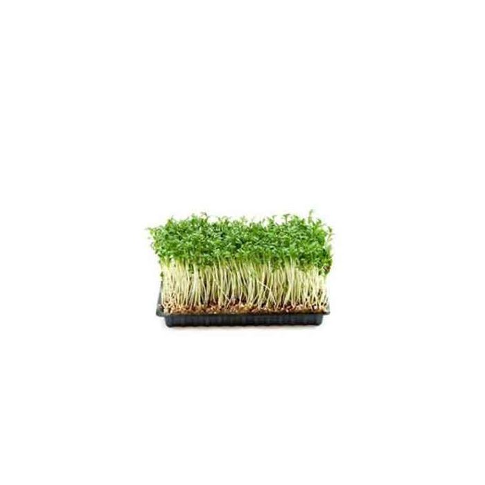 Salad Cress