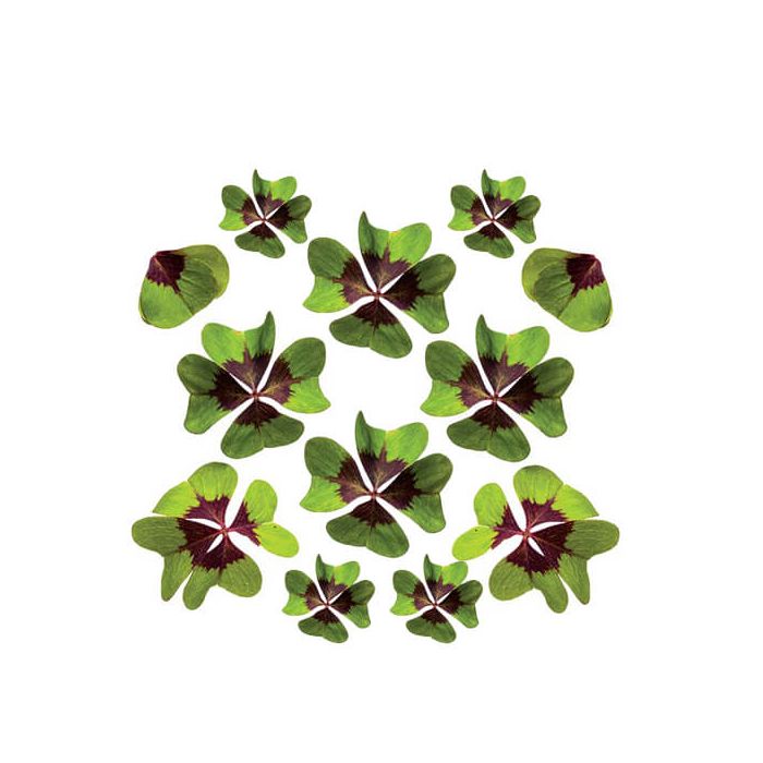 Sorrel Lucky (Oxalis) Edible Flowers