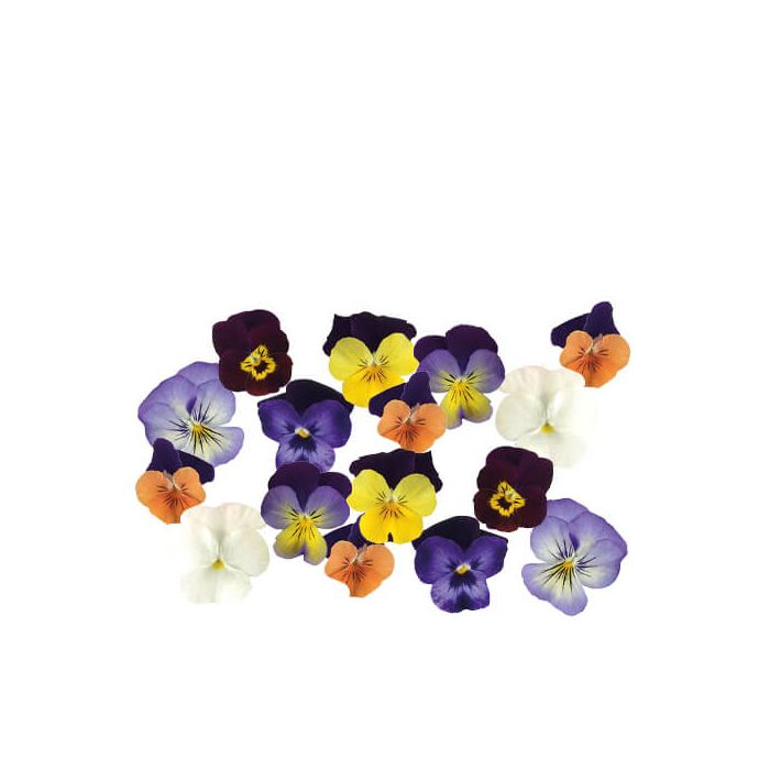 Viola Edible Flowers