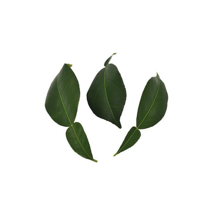 Yuzu Leaves