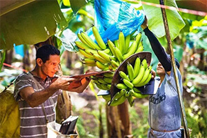 Harvesting Bananas by Hand