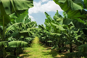 How Bananas Are Grown