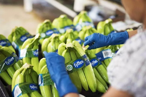 Packaging Bananas
