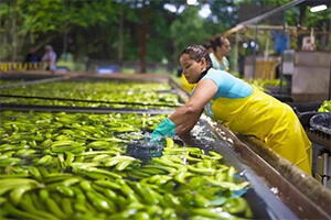 Washing Bananas