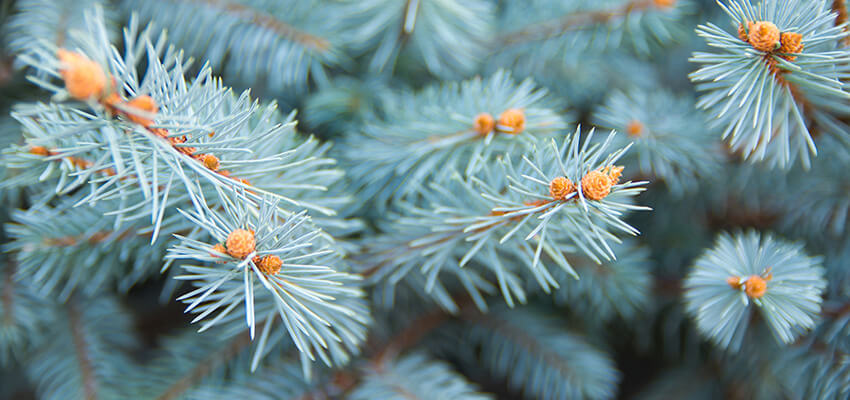 Blue Spruce Needles