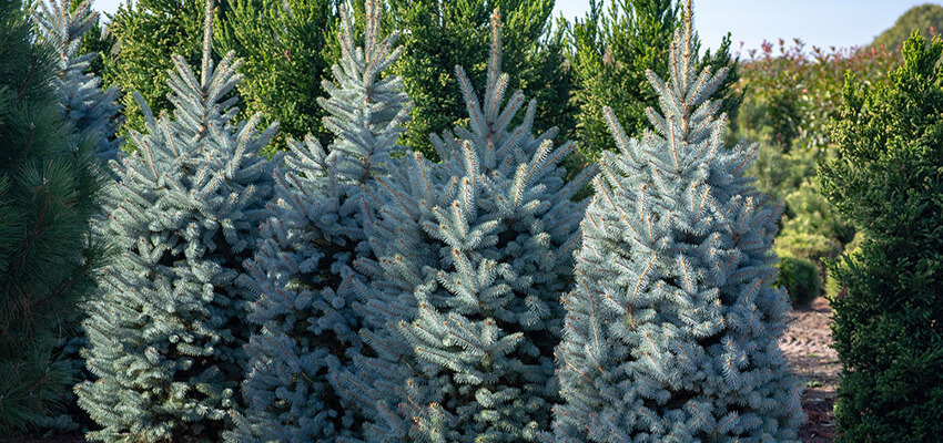 Shop Blue Spruce Christmas Trees