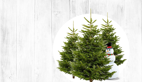 Local Christmas Trees